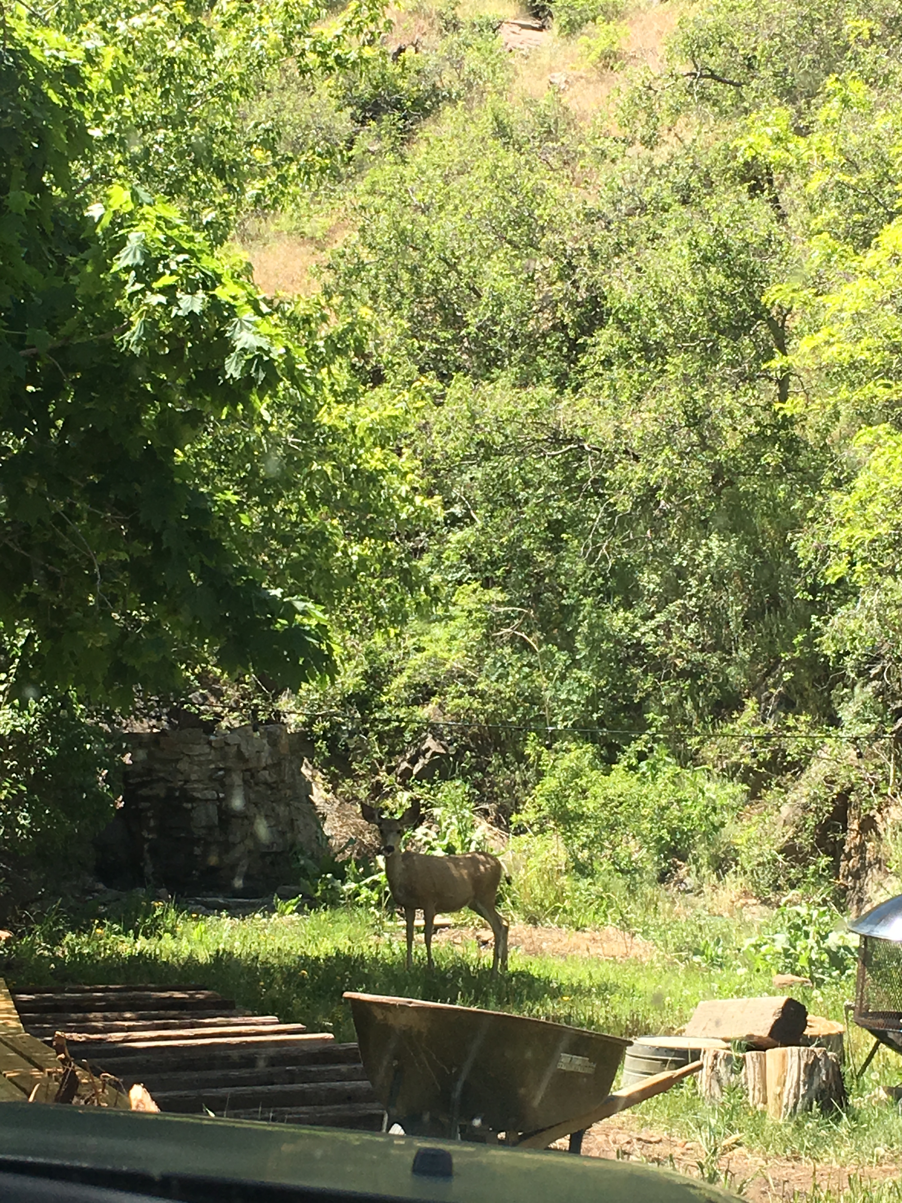 Deer hanging out in Golden, Colorado