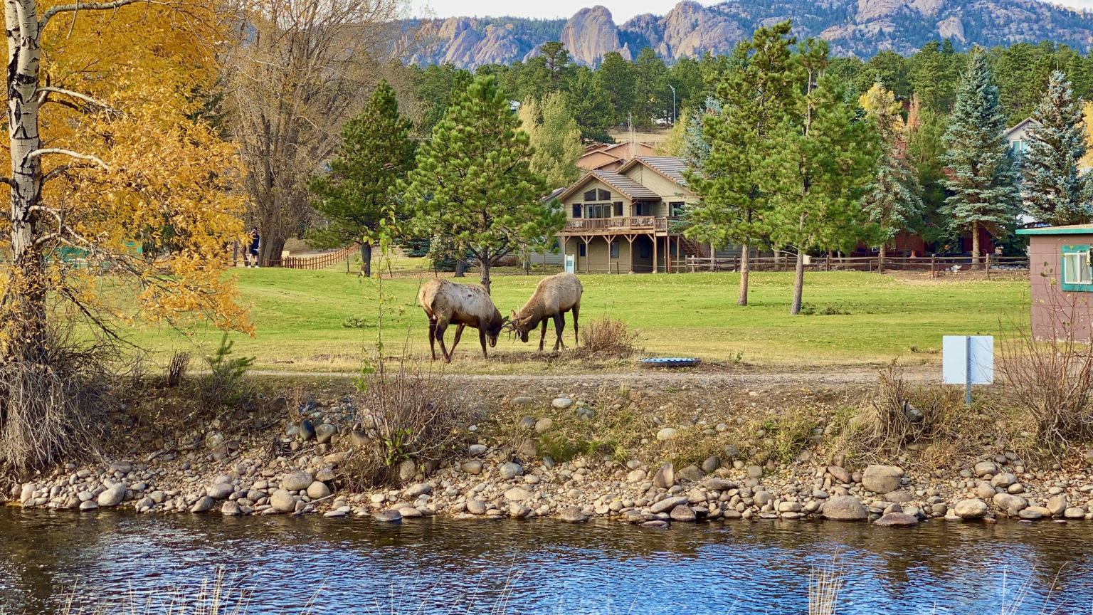 Observing The Elk Rut 2020 – Estes Park, Colorado - Kellers in Colorado