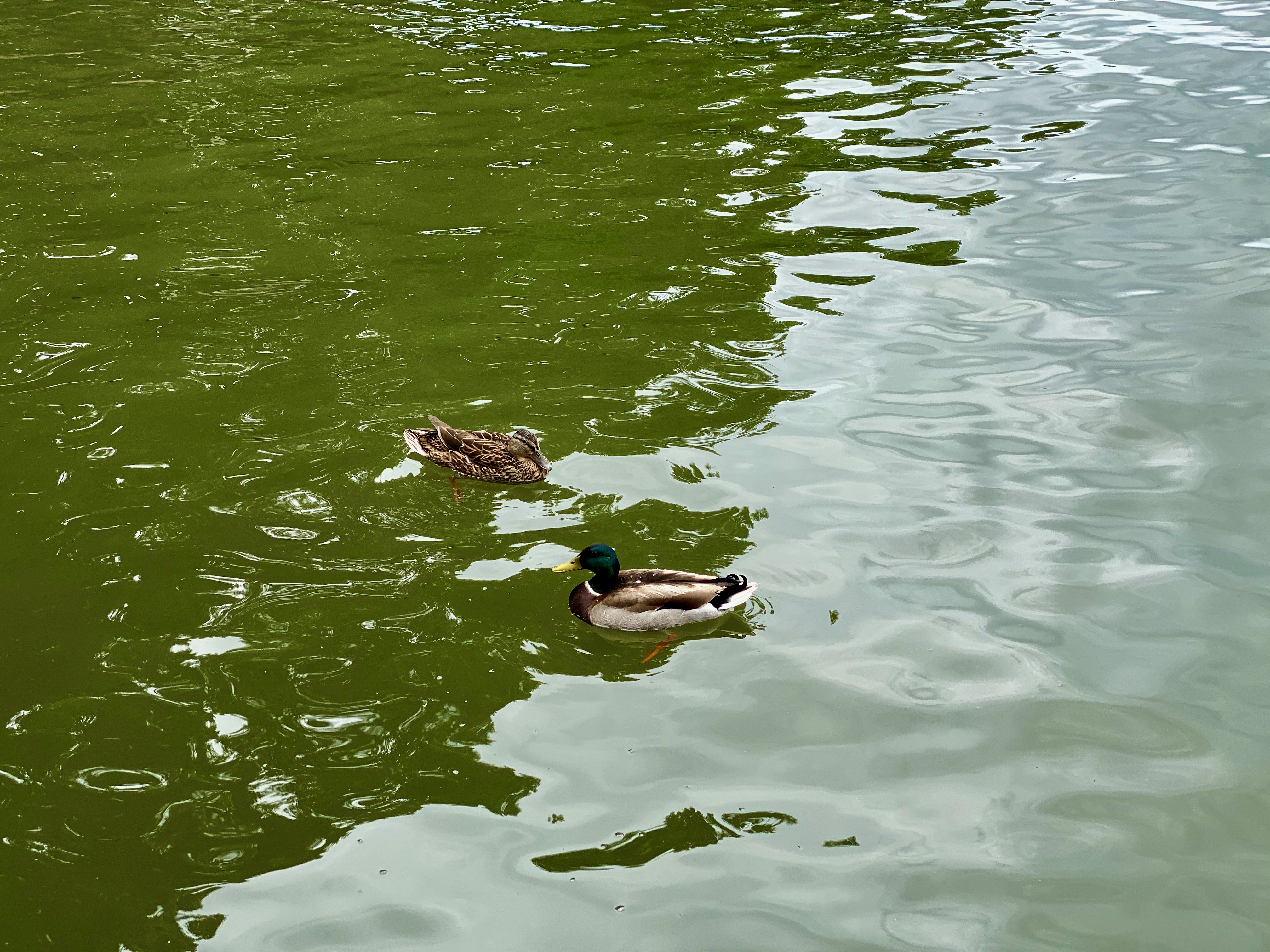 Ducks floating on Lake of the Ozarks in Missouri
